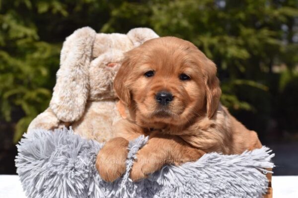 Image of Parker, a Golden Retriever puppy
