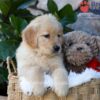 Image of Pebbles, a Golden Retriever puppy