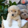 Image of Pebbles, a Golden Retriever puppy