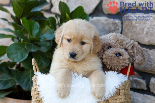 Image of Pebbles, a Golden Retriever puppy