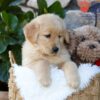 Image of Pebbles, a Golden Retriever puppy