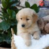 Image of Pebbles, a Golden Retriever puppy
