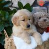 Image of Pebbles, a Golden Retriever puppy