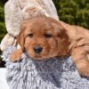 Image of Pedro, a Golden Retriever puppy