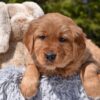 Image of Pedro, a Golden Retriever puppy