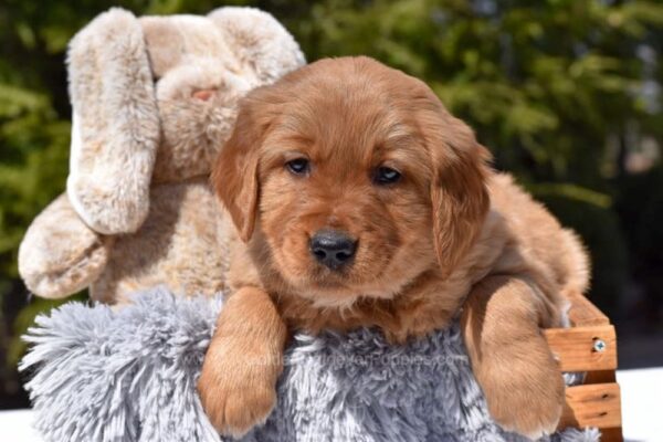 Image of Pedro, a Golden Retriever puppy