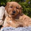 Image of Pedro, a Golden Retriever puppy