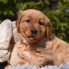 Image of Pedro, a Golden Retriever puppy