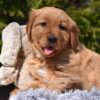 Image of Pedro, a Golden Retriever puppy