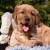 Image of Pedro, a Golden Retriever puppy