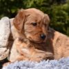 Image of Pedro, a Golden Retriever puppy