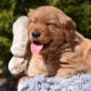 Image of Pedro, a Golden Retriever puppy