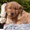 Image of Pedro, a Golden Retriever puppy