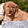 Image of Pedro, a Golden Retriever puppy