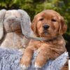 Image of Penny, a Golden Retriever puppy