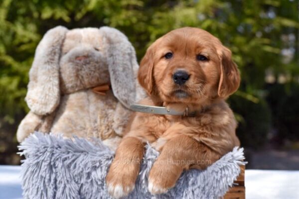 Image of Penny, a Golden Retriever puppy