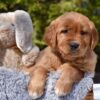 Image of Penny, a Golden Retriever puppy