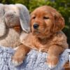 Image of Penny, a Golden Retriever puppy