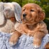 Image of Penny, a Golden Retriever puppy