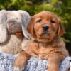 Image of Penny, a Golden Retriever puppy
