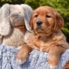 Image of Penny, a Golden Retriever puppy