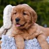 Image of Pepsi, a Golden Retriever puppy