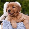Image of Pepsi, a Golden Retriever puppy