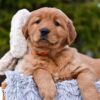 Image of Pepsi, a Golden Retriever puppy