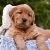 Image of Pepsi, a Golden Retriever puppy