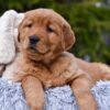 Image of Pepsi, a Golden Retriever puppy