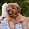 Image of Pepsi, a Golden Retriever puppy