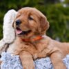 Image of Pepsi, a Golden Retriever puppy
