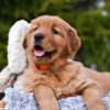 Image of Pepsi, a Golden Retriever puppy