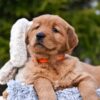 Image of Pepsi, a Golden Retriever puppy