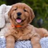 Image of Pepsi, a Golden Retriever puppy