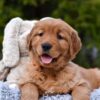 Image of Pepsi, a Golden Retriever puppy