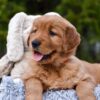 Image of Pepsi, a Golden Retriever puppy