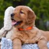 Image of Pepsi, a Golden Retriever puppy