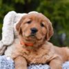 Image of Pepsi, a Golden Retriever puppy