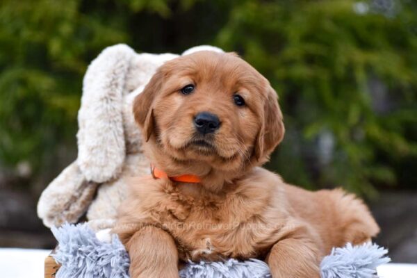 Image of Pepsi, a Golden Retriever puppy