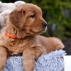 Image of Pepsi, a Golden Retriever puppy