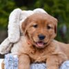 Image of Pepsi, a Golden Retriever puppy