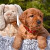 Image of Pippa, a Golden Retriever puppy