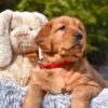 Image of Pippa, a Golden Retriever puppy