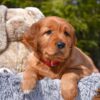 Image of Pippa, a Golden Retriever puppy