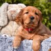 Image of Pippa, a Golden Retriever puppy