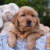 Image of Pixie, a Golden Retriever puppy