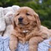 Image of Pixie, a Golden Retriever puppy