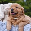 Image of Pixie, a Golden Retriever puppy