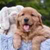 Image of Pixie, a Golden Retriever puppy